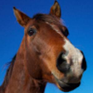 Meet your Posher, Gaited